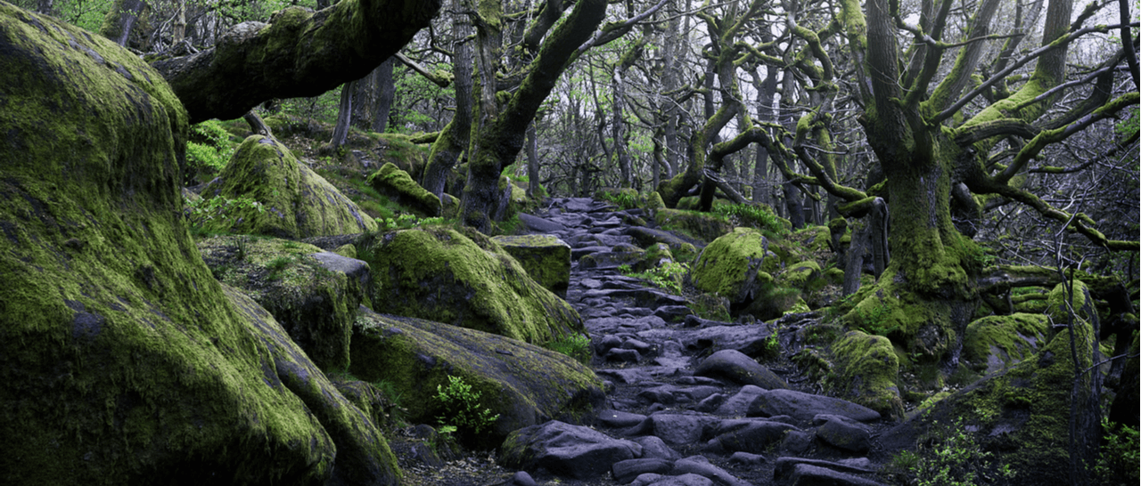 Moss, Plant, Tree