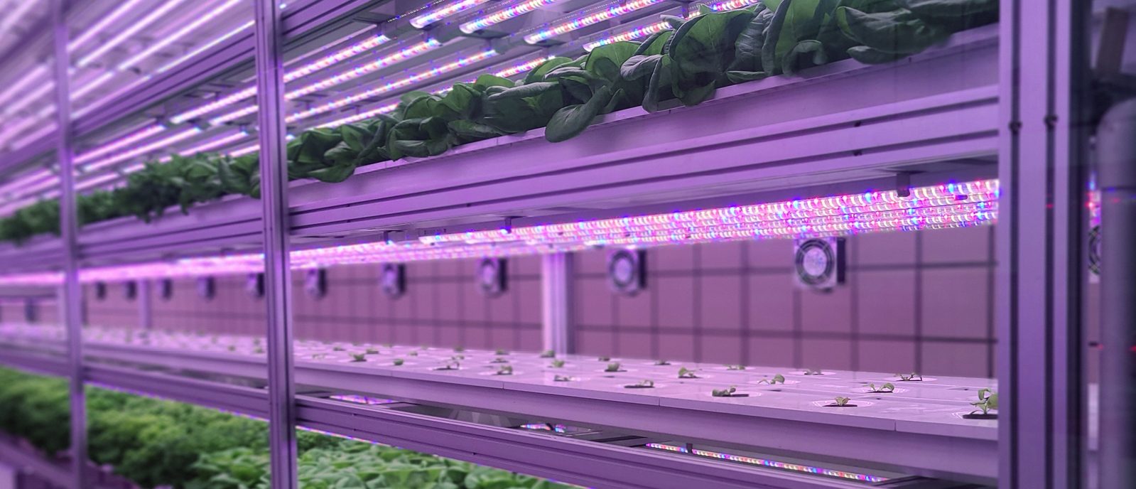 Vertical farming: a growing opportunity