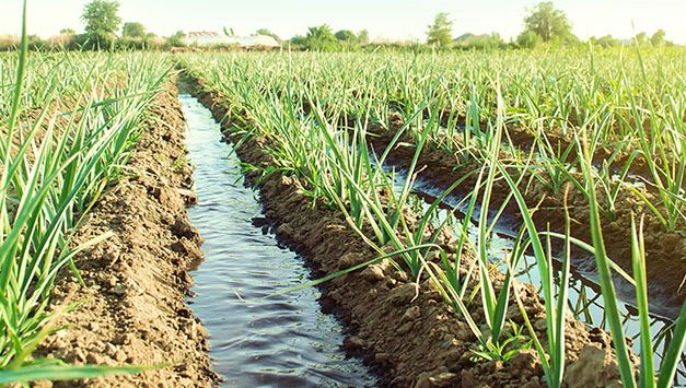 The Importance of Water to Agriculture