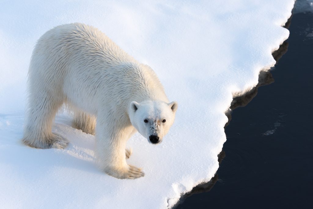 Bear, Wildlife, Mammal